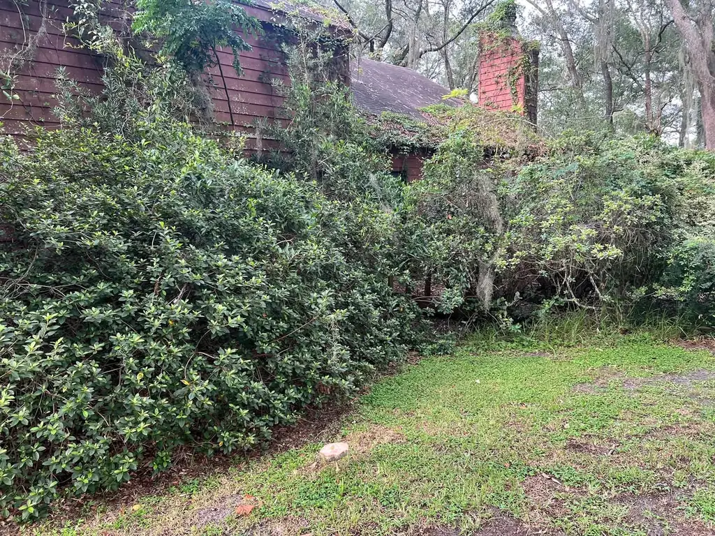 Overgrown yard and brush at a property before clearing